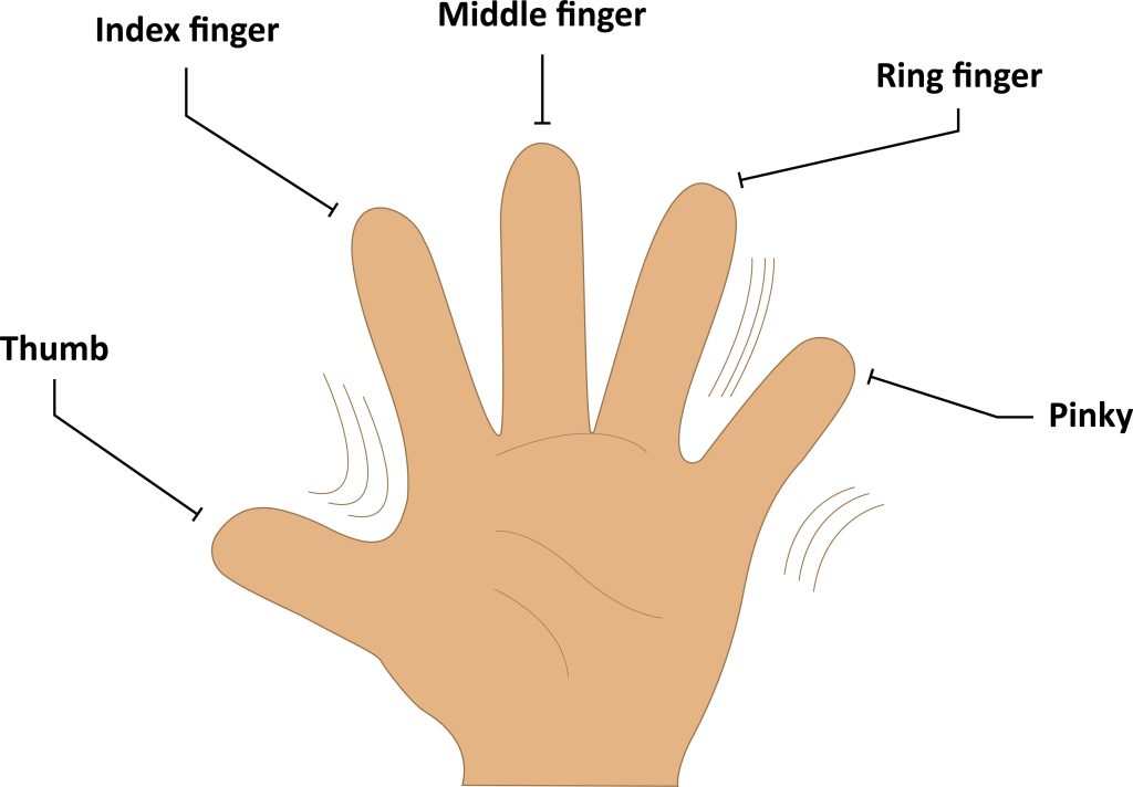 a picture of a hand, labelled according to which finger 